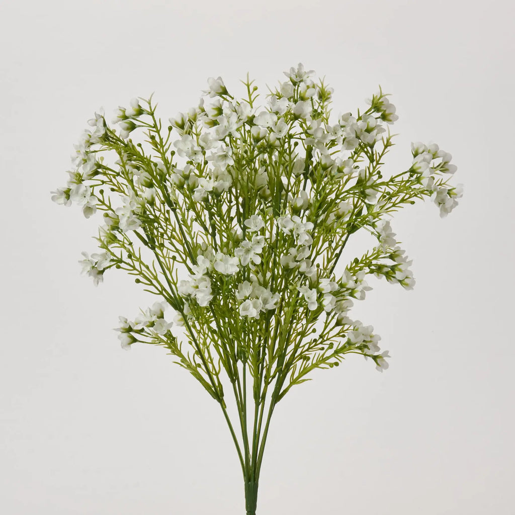 FLWSTM2350WhiteWaxflowerChamel