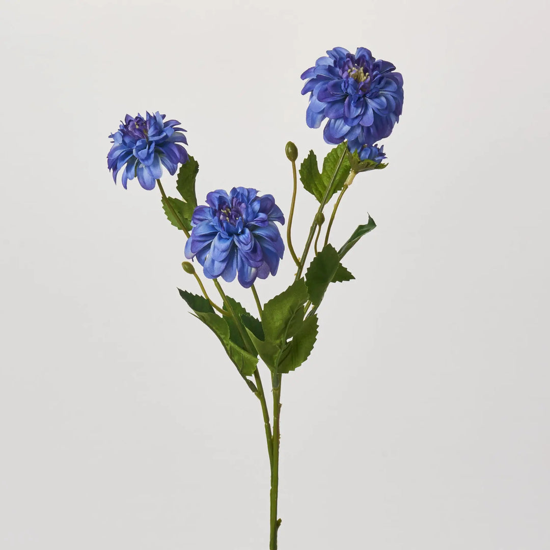 FLWSTM2351RoyalBlueMiniDahliaS