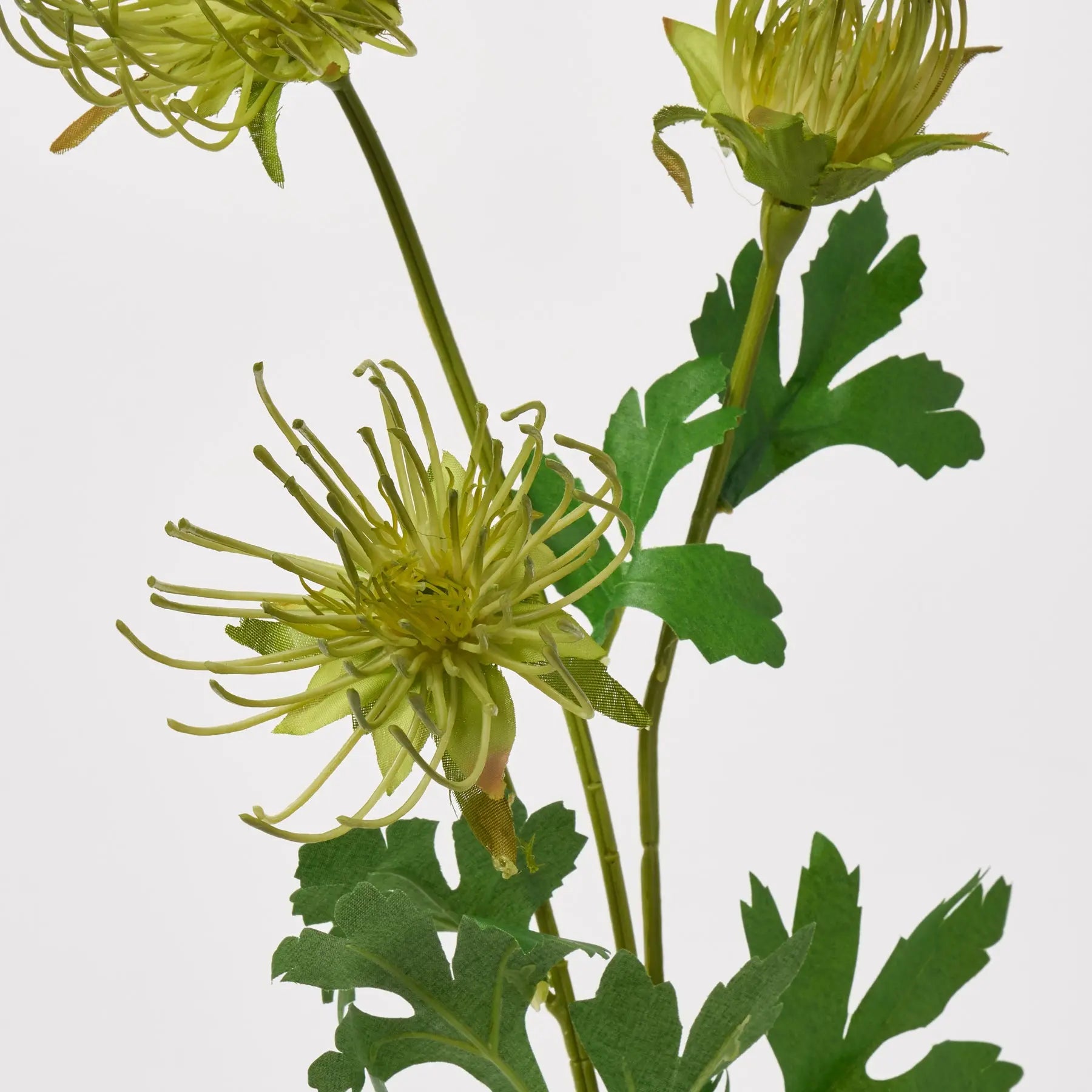 Open Pincushion Needle Gradient Green Protea Bloom Leaf Faux Long St open-pincushion-needle-gradient-green-protea-bloom-leaf-faux-long-st