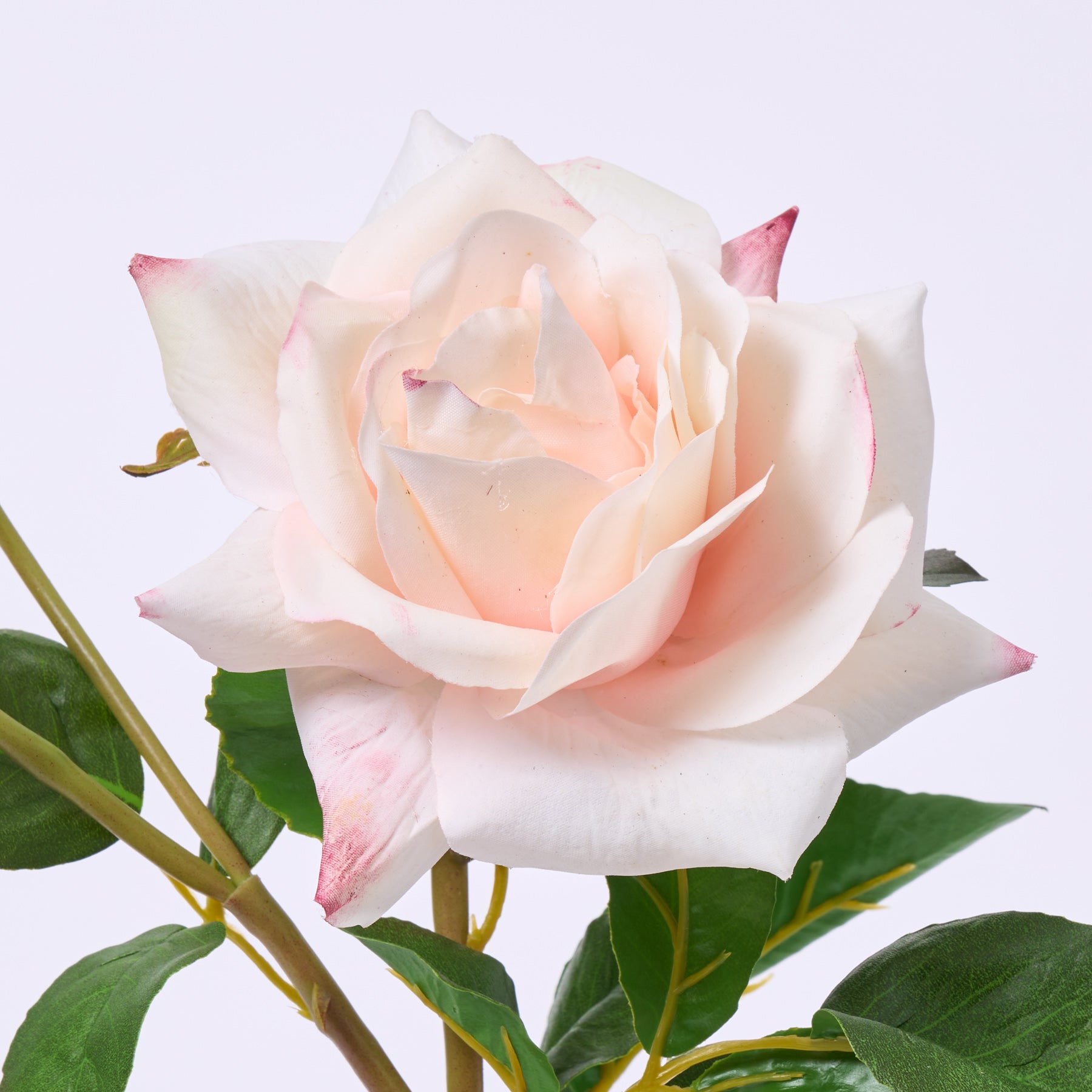 Pink Roes Real Real Touch Light Pink Sweet Juliette English Rose Bloom Single Long St ...