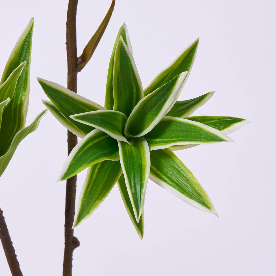 dracaena foliage Lifelike Green Dracaena Danish Crown Blooms Everyday Faux Foliage – Darby  Creek Trading