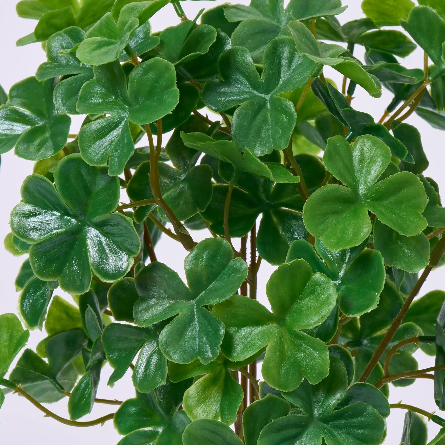 succulent clover 11" Clover Bush, Green By Allstate