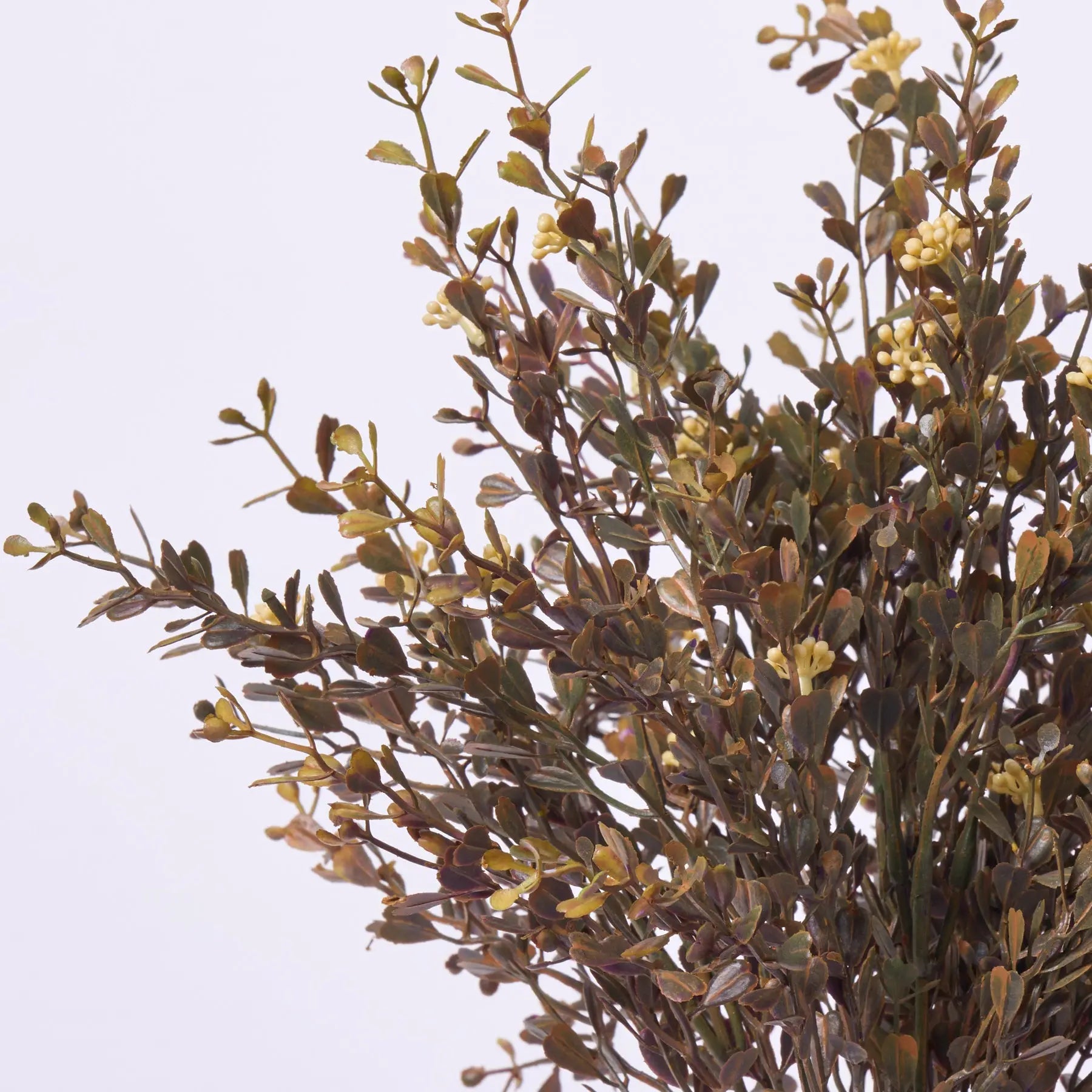 Fall Color Boxwood Seeding Brown Mini Boxwood Bush Everyday Fall Greenery Spray - 16 ...