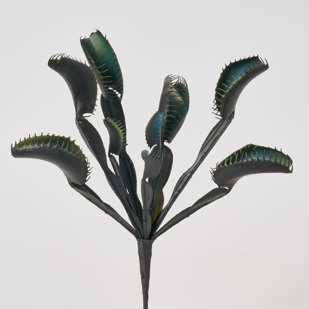 FLWSTM3004BlackVenusFlytrapHou