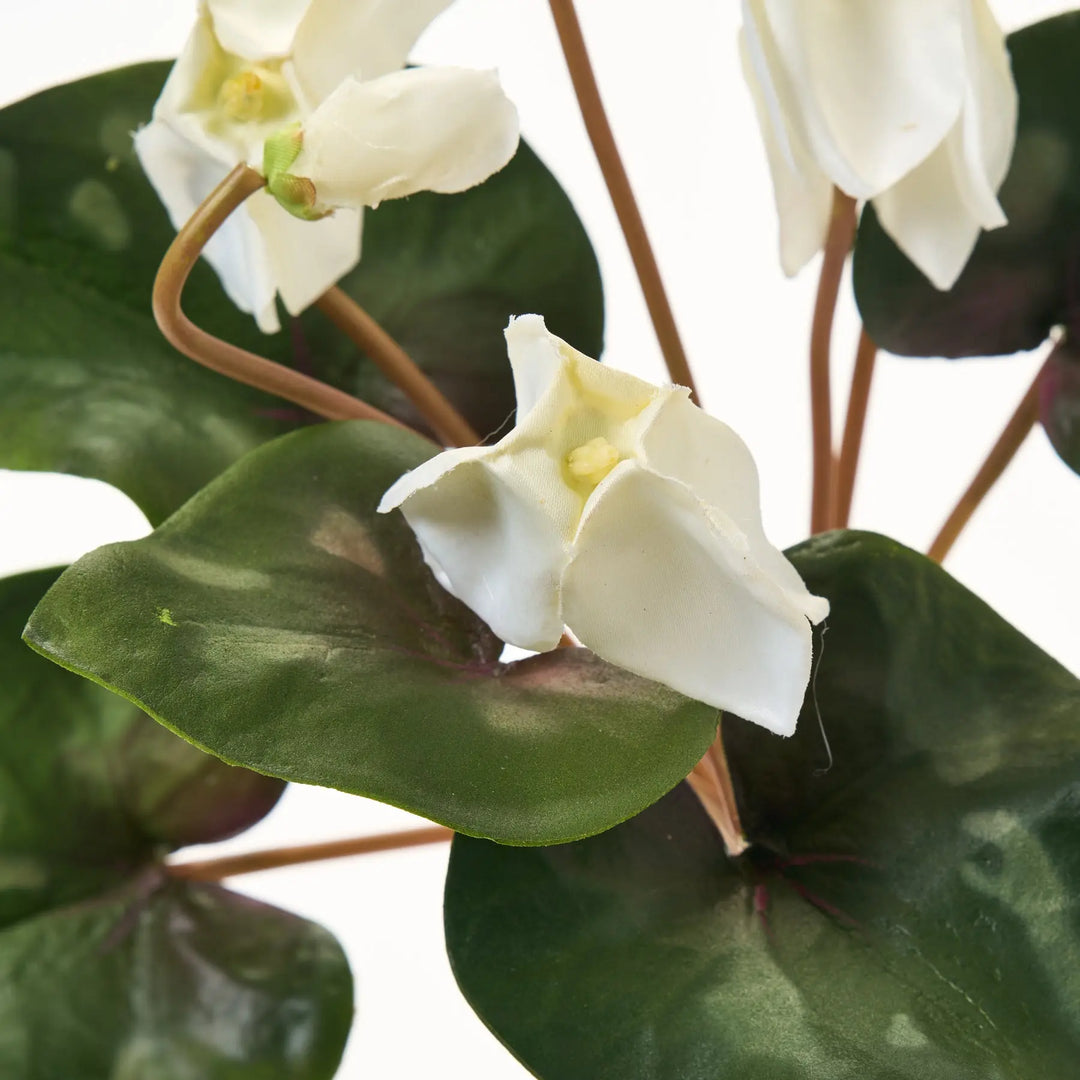 White Silk Cyclamen Bouquet of 12 Stems - 14