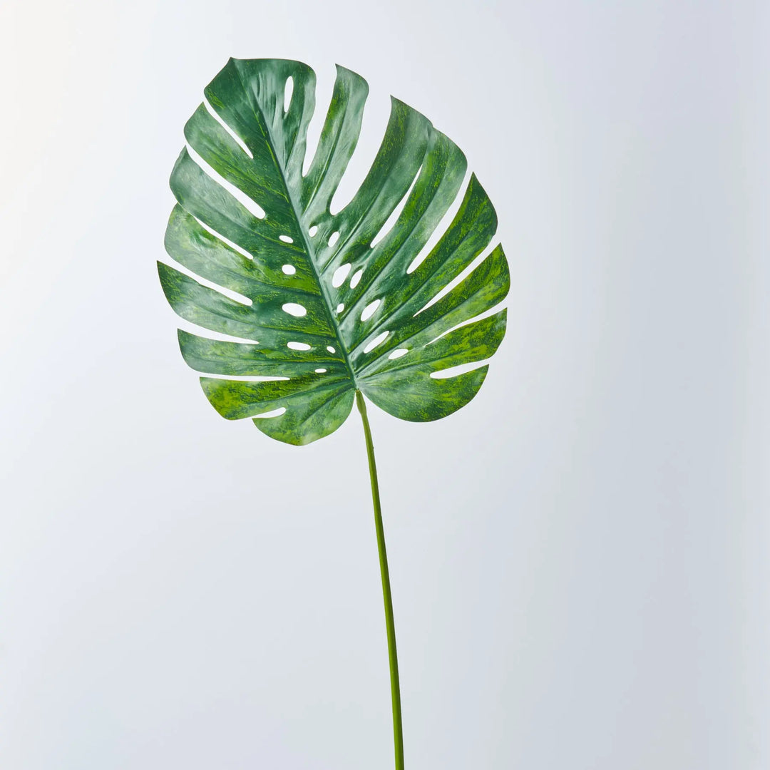 Giant Monstera Leaf Stem 56