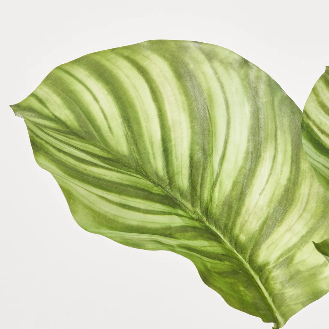 Natural Green Calathea Plant Spray Everyday Faux Houseplant Leaf – Darby  Creek Trading