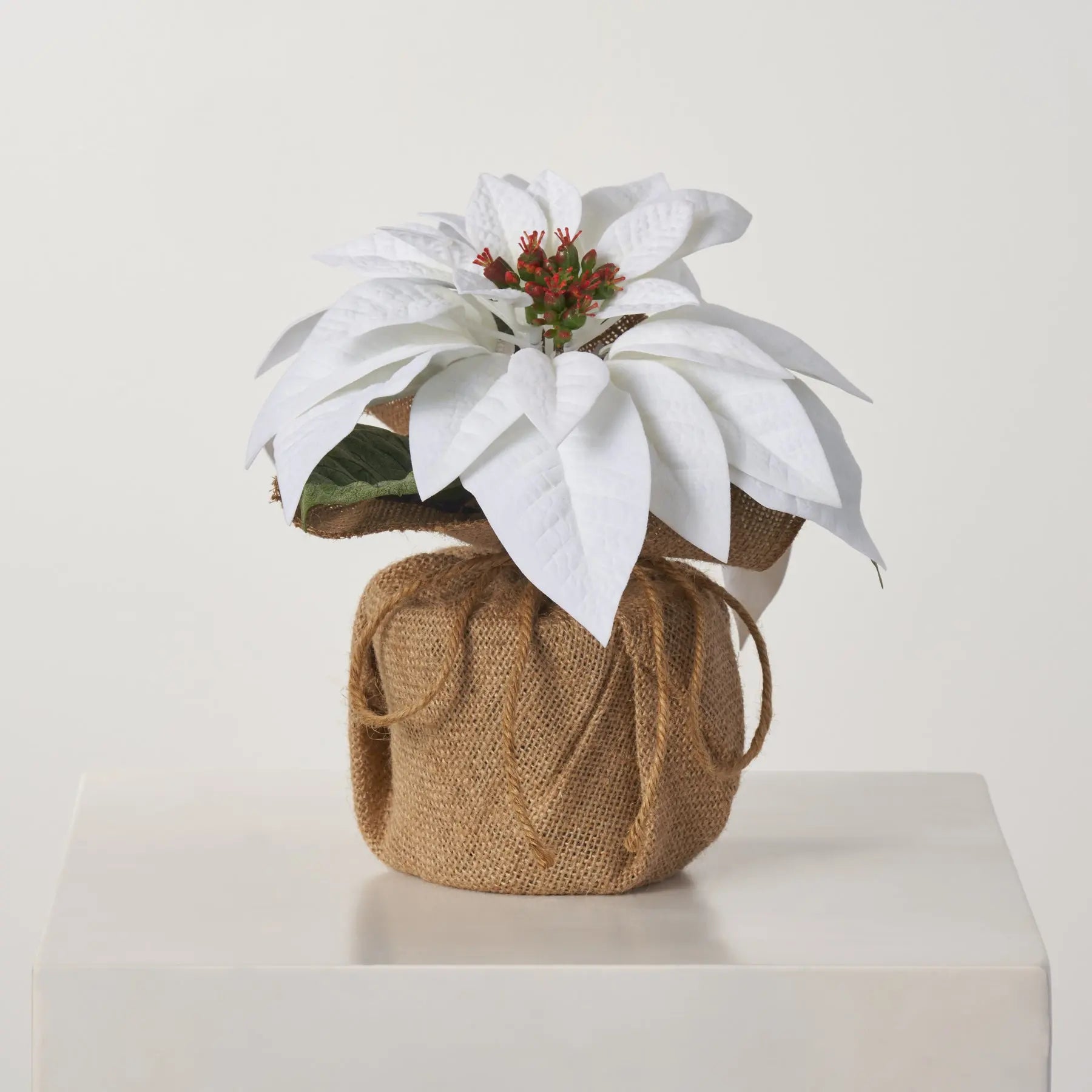 White Velvet Christmas Poinsettia Arrangement in Small Burlap Pot