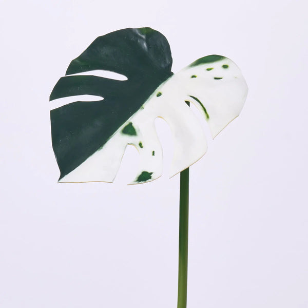 etsy monstera deliciosa Variegated Green & White Monstera Deliciosa Albo Leaf Single Stem – Darby Creek Trading