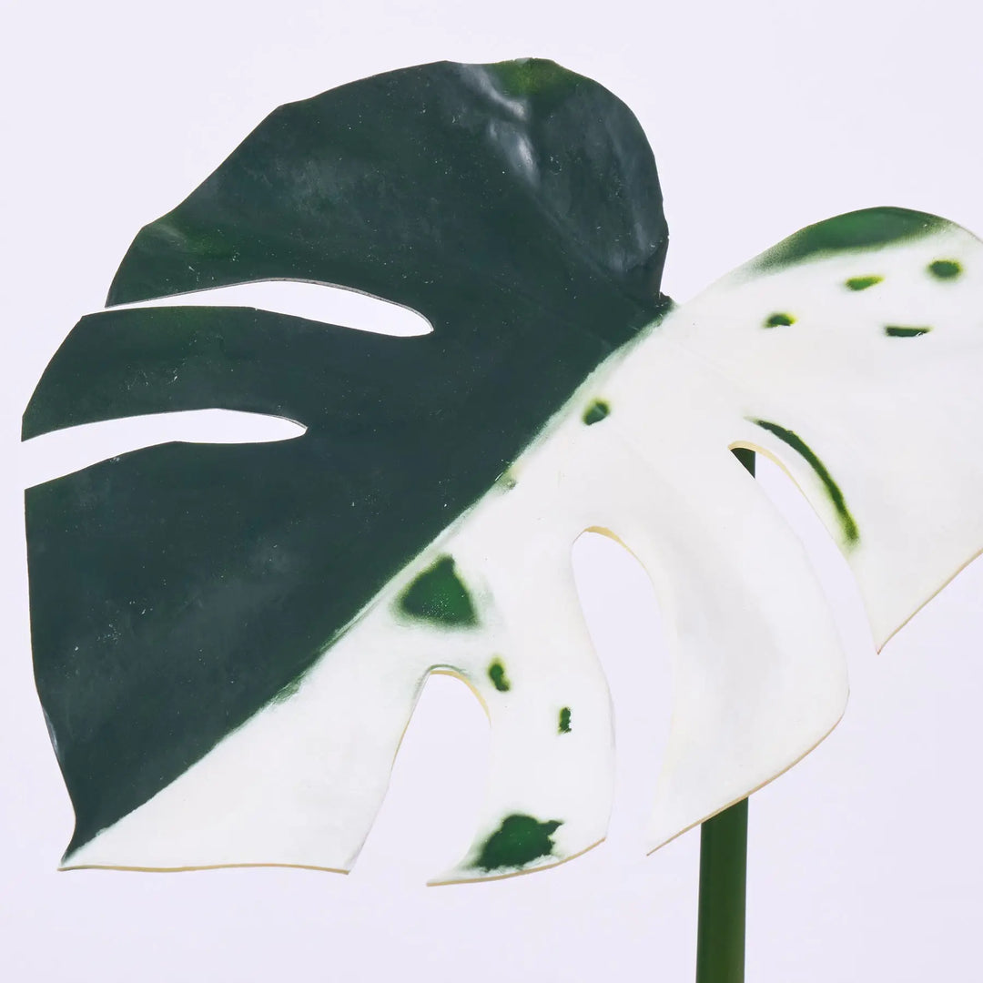 artificial variegated monstera Variegated Green & White Monstera Deliciosa Albo Leaf Single Stem – Darby Creek Trading