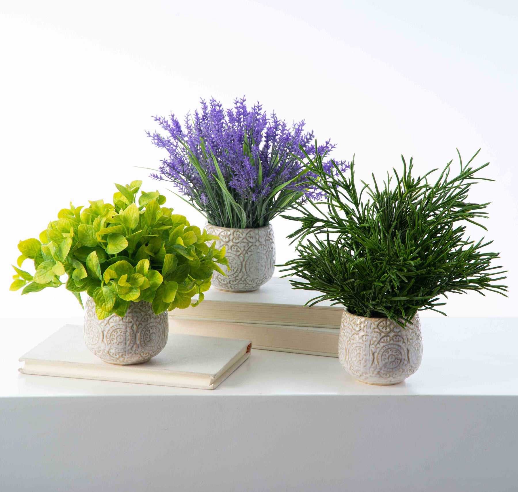 lavender plant herbs Herbs de Provence