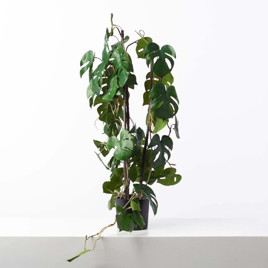 faux house plants Green Split Leaf Monstera Faux House Plant Arrangement Black Drop – Darby Creek Trading