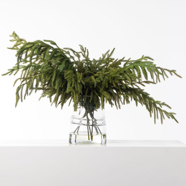 Norfolk pine stems for vase｜TikTok Search