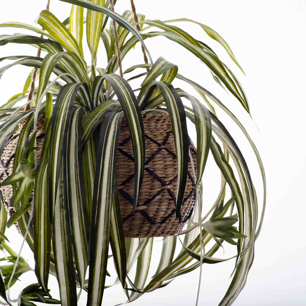 Small Green & White Silk Faux Spider Plant in Woven Tan & Black Diamon