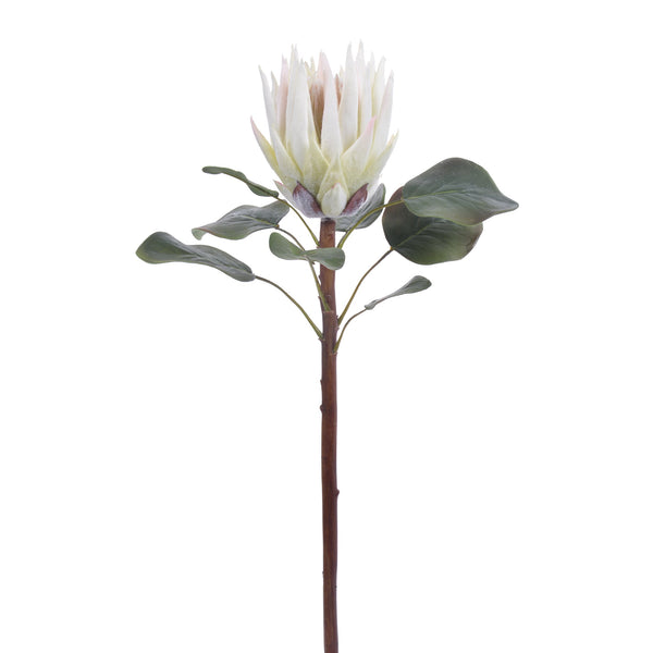 Protea Single Rose Sleeve – Eco Plant Pack