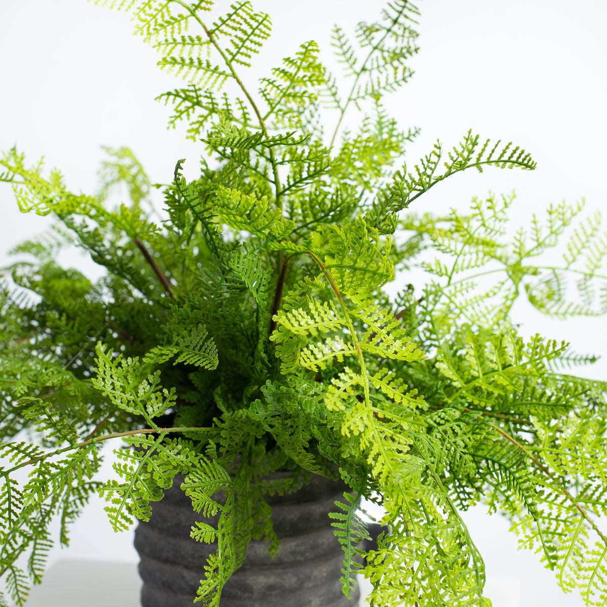 Real Touch Faux Lace Fern House Plant in Black Concrete Pot – Darby ...